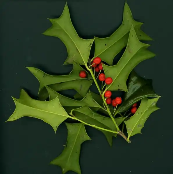 Foto de Ilex cornuta 'Rotunda' (Ilex cornuta 'Rotunda's)