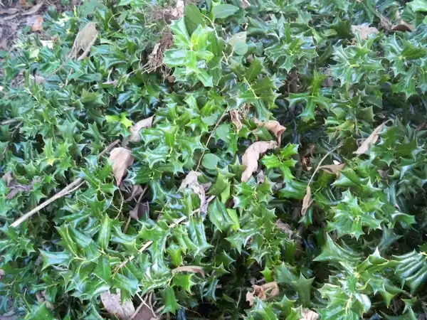 Foto de Ilex cornuta 'Rotunda' - Whole Plant:Javier_Alejandro
