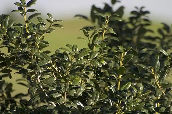 Photo of Ilex cornuta (Ilex cornutas)
