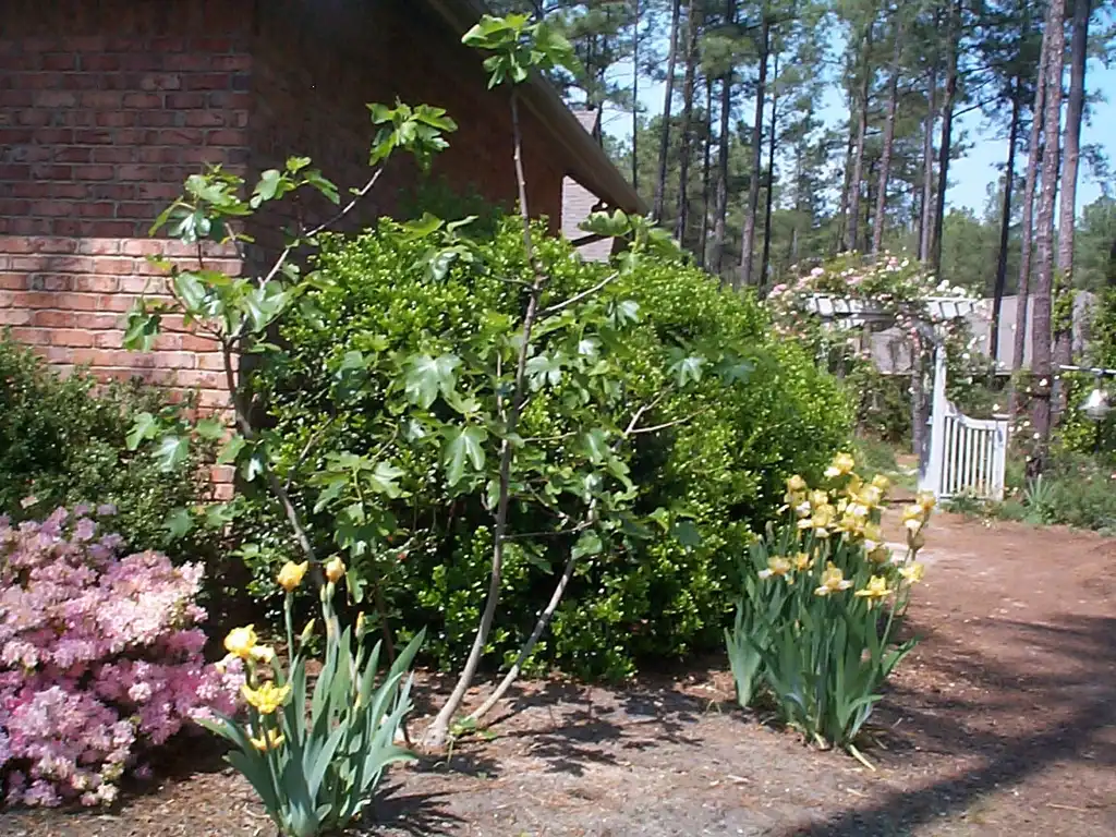 Photo of Ilex cornuta (Ilex cornutas)