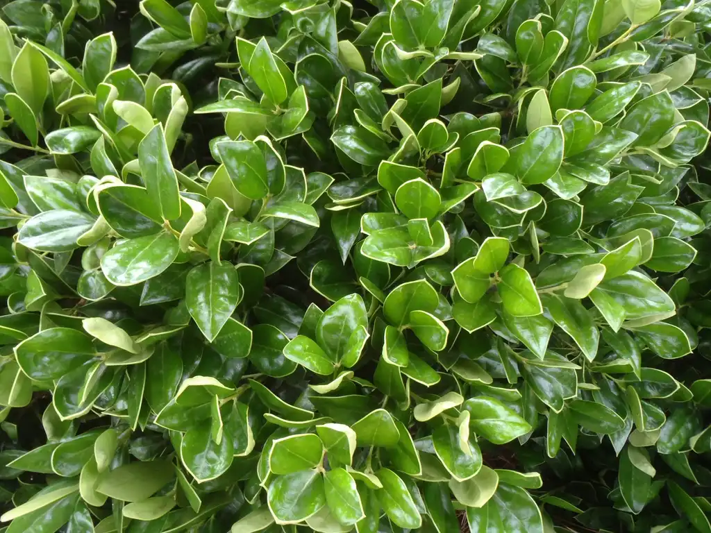 Photo of Ilex cornuta - 'Convexa' Leaves:Jim Robbins