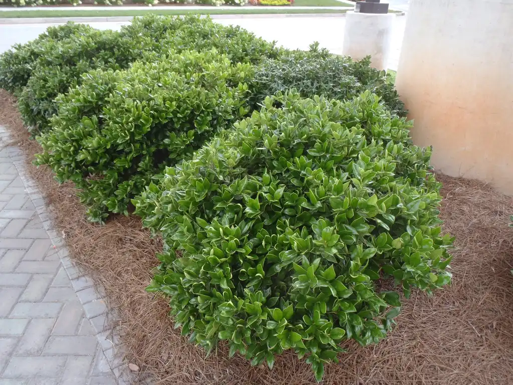 Photo of Ilex cornuta - 'Convexa' Form:Jim Robbins