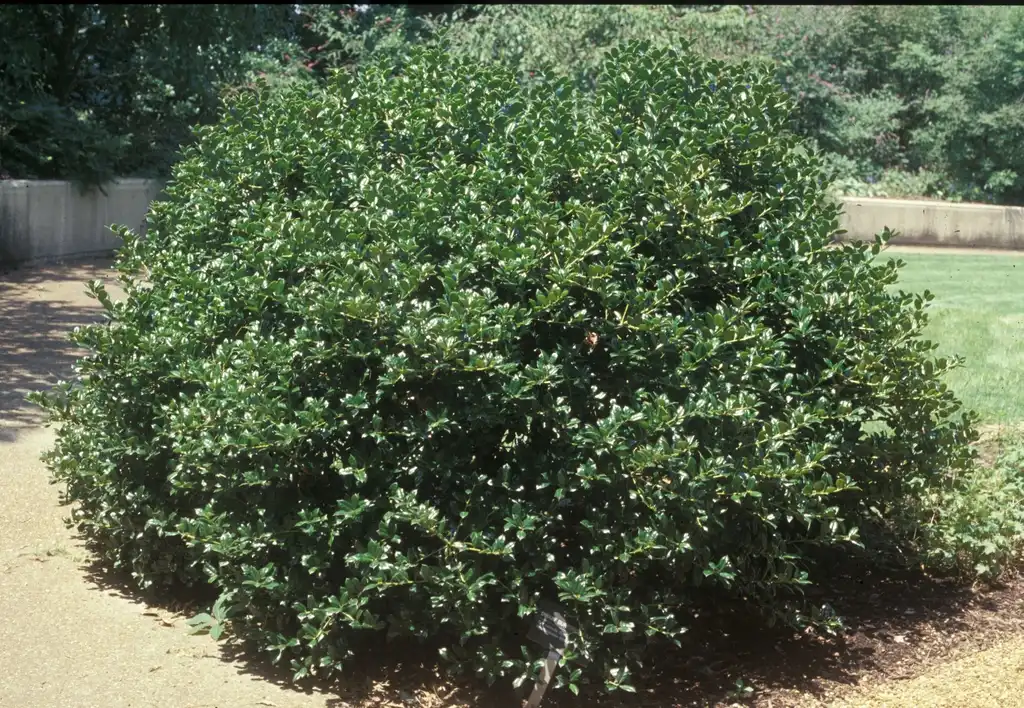 Photo of Ilex cornuta - 'Burfordii Nana' Form:Jim Robbins
