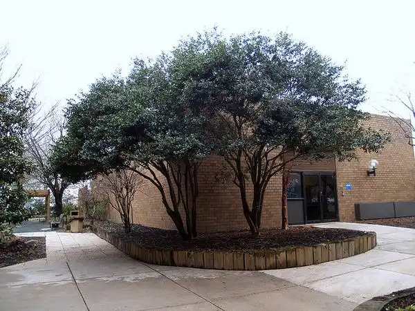 Photo of Ilex cornuta - Ilex cornuta 'Burford':Maggie