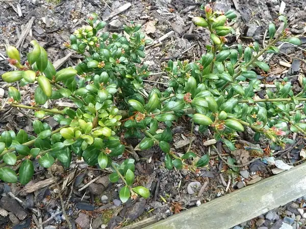 Photo of Ilex crenata 'Convexa' (Ilex crenata 'Convexa's)