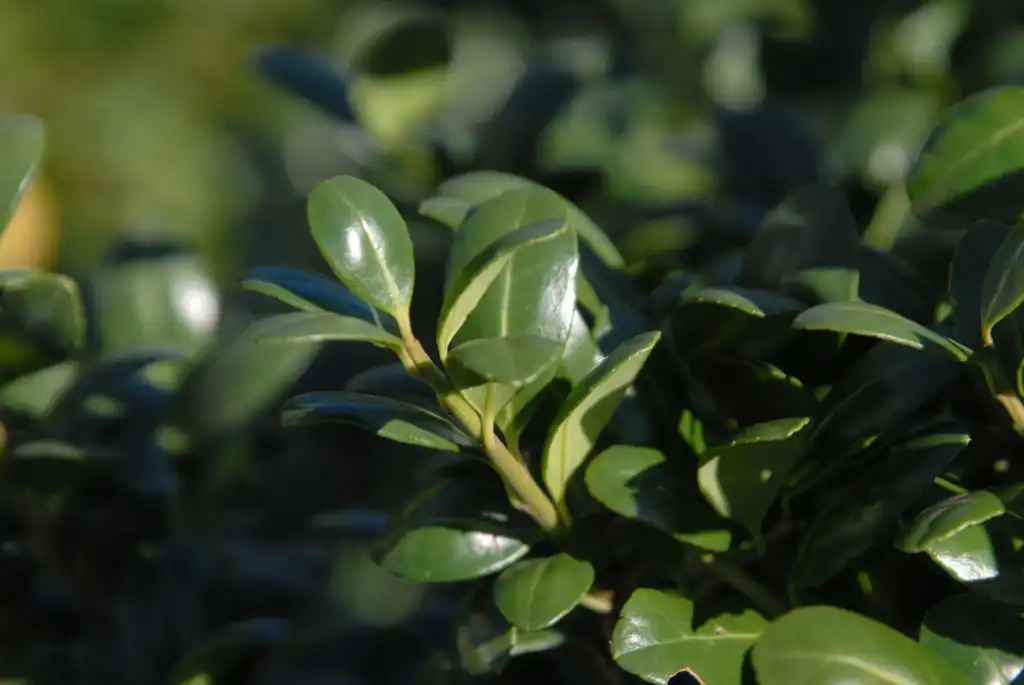 Photo of Ilex crenata 'Convexa' (Ilex crenata 'Convexa's)