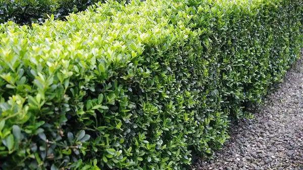 Photo of Ilex crenata 'Helleri' (Ilex crenata 'Helleri's)