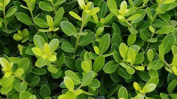 Photo of Ilex crenata 'Helleri' (Ilex crenata 'Helleri's)