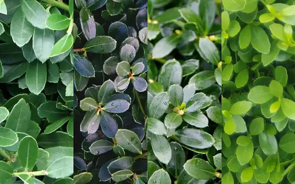 Photo of Ilex crenata 'Helleri' - Through the seasons:Twining Valley Nursery