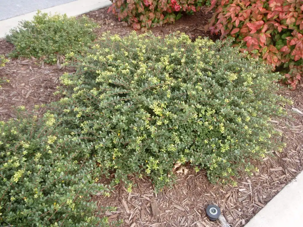 Photo of Ilex crenata 'Helleri' - Form:Jim Robbins