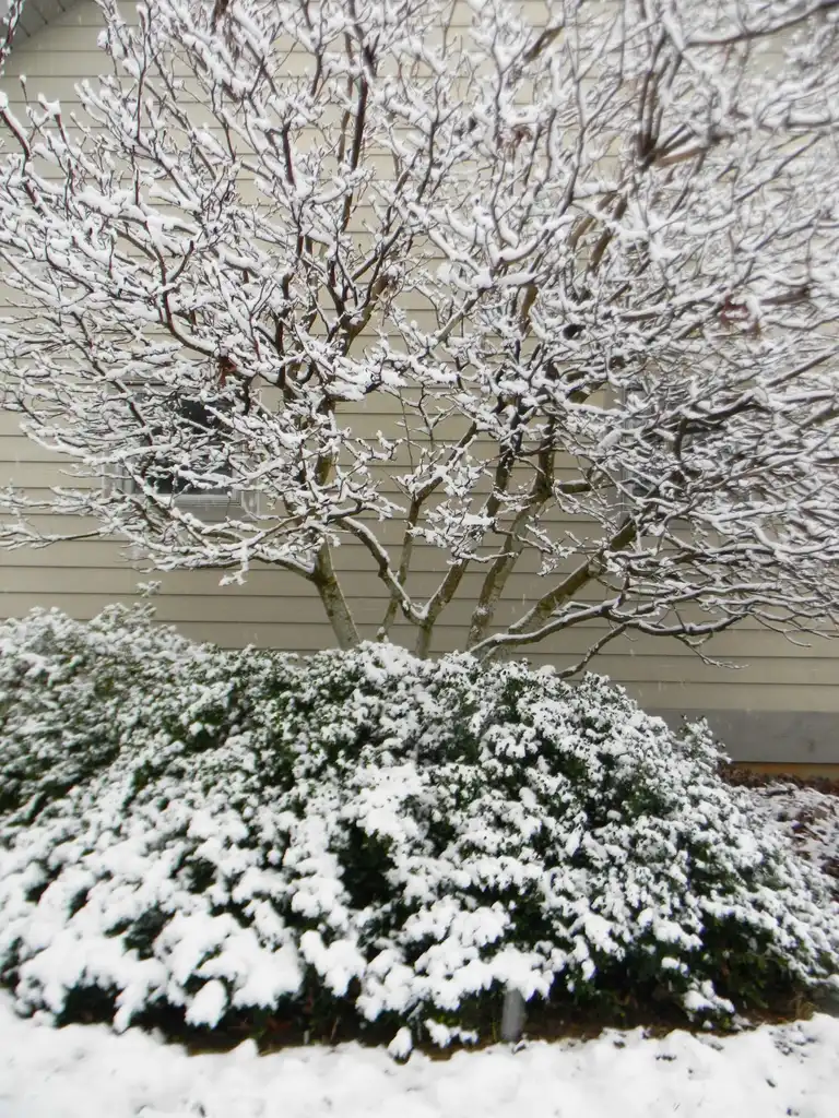 Photo of Ilex crenata 'Helleri' - Form in snow (Buncombe, NC)-Winter:Randy Harter