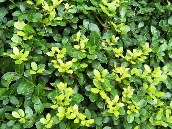 Photo of Ilex crenata (Ilex crenatas)