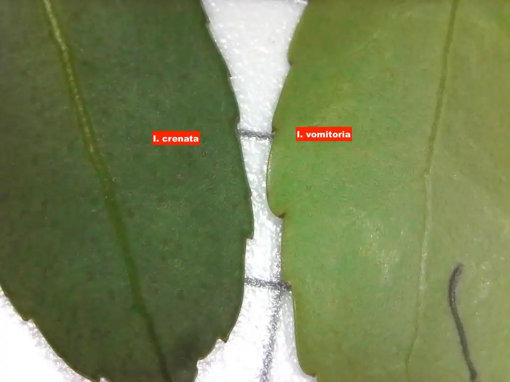 Photo of Ilex crenata - Ilex crenata leaf compaired to Ilex vomitoria:Tom Glasgow