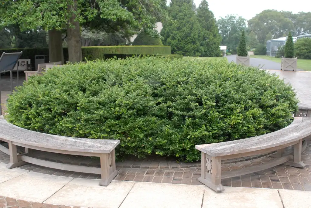 Photo of Ilex crenata - Ilex crenata 'Helleri' Form:Jim Robbins