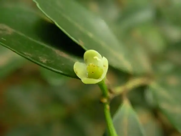 Photo of Ilex crenata - Close up of Flower:Yamatsu