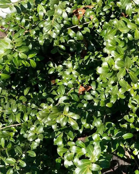 Photo of Ilex crenata - Foliage close up:Plant Image Library