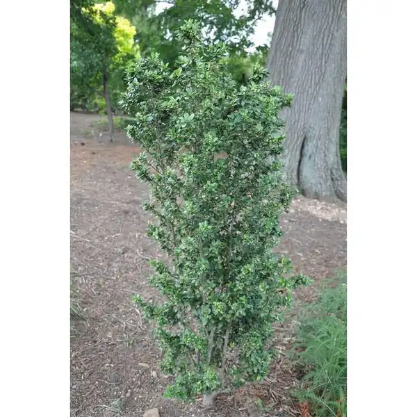 Photo of Ilex crenata - Upright form:JC Raulston Arboretum