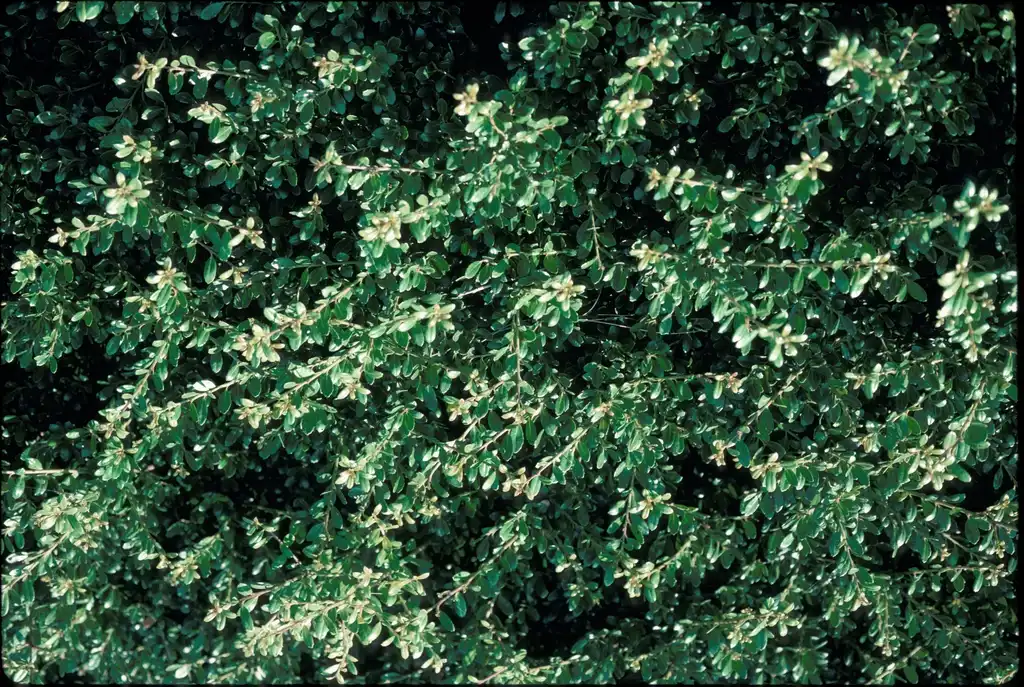 Photo of Ilex crenata - Ilex crenata 'Compacta' Leaf:Jim Robbins