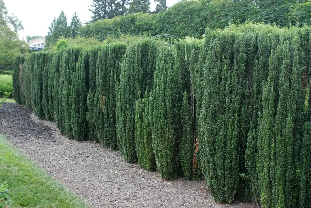Photo of Ilex crenata - Ilex crenata 'Sky Pencil' Form:Jim Robbins