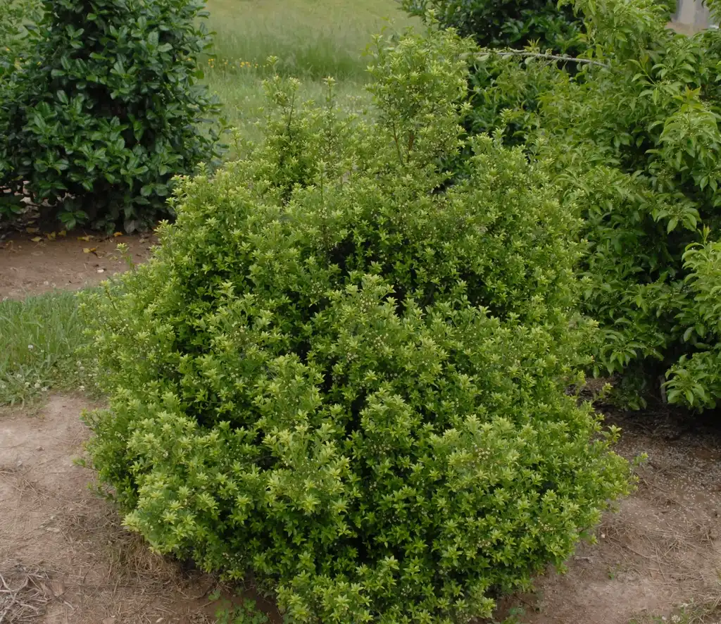 Photo of Ilex crenata - 'Twiggy' Form (NCSU Fletcher, NC):Jim Robbins