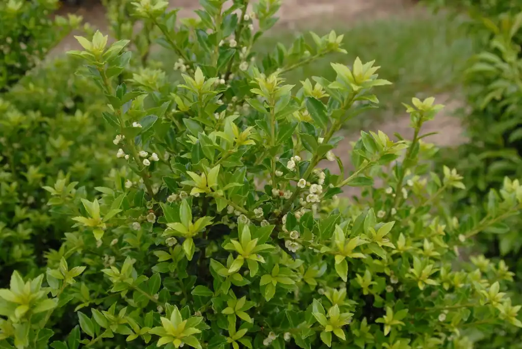 Photo of Ilex crenata - 'Twiggy' Flower and Leaves (NCSU Fletcher, NC):Jim Robbins