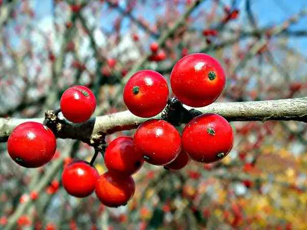Фото Ilex decidua (Ilex deciduas)
