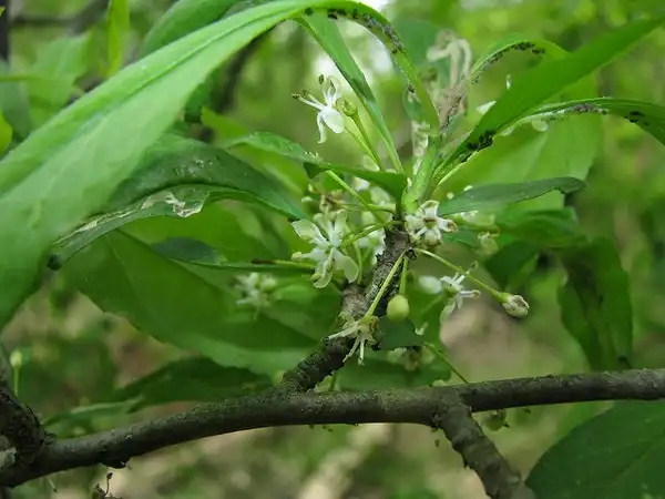 Фото Ilex decidua (Ilex deciduas)
