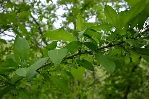 Фото Ilex decidua - :Mary PK Burns