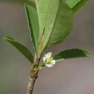 Фото Ilex decidua - Ilex decidua bloom detail:Debbie Roos