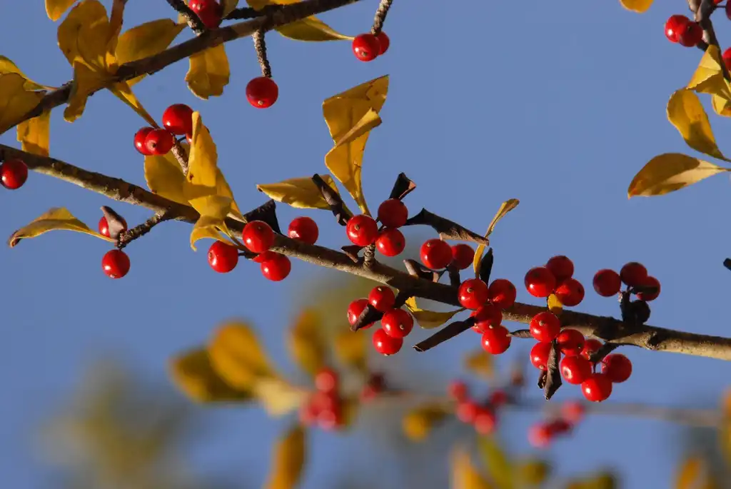 Фото Ilex decidua - 'Warrens Red' Fruits:Jim Robbins