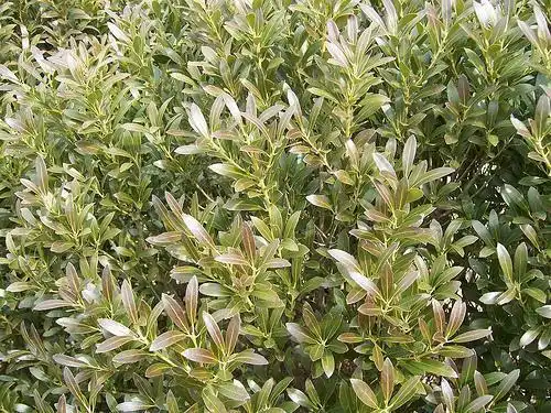 Фото Ilex glabra (Ilex glabras)