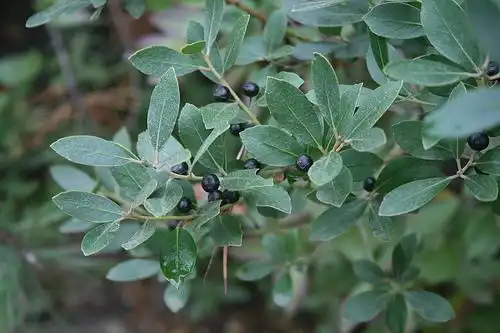 Фото Ilex glabra (Ilex glabras)
