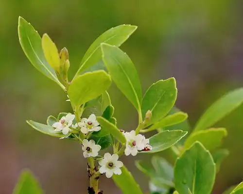 Фото Ilex glabra - Flowers:Mary Keim