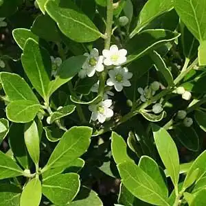 Фото Ilex glabra - Leaf and branch structure:Debbie Roos