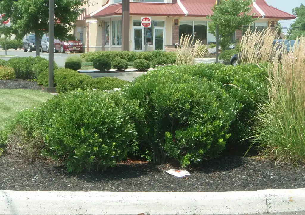 Фото Ilex glabra - Form:Jim Robbins