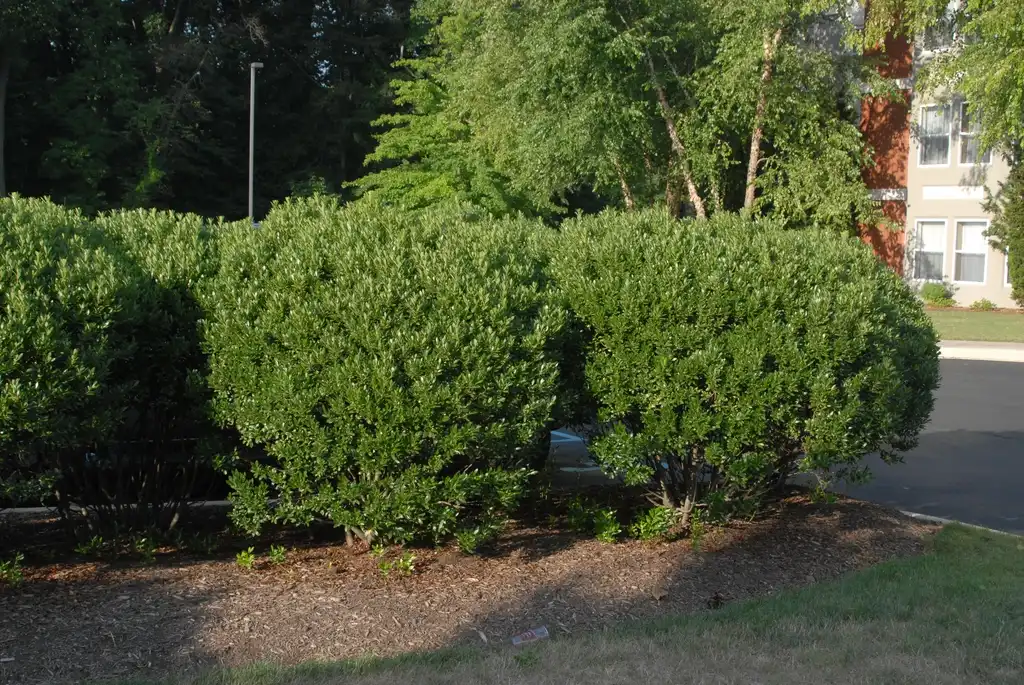 Фото Ilex glabra - Growth Habit:Jim Robbins