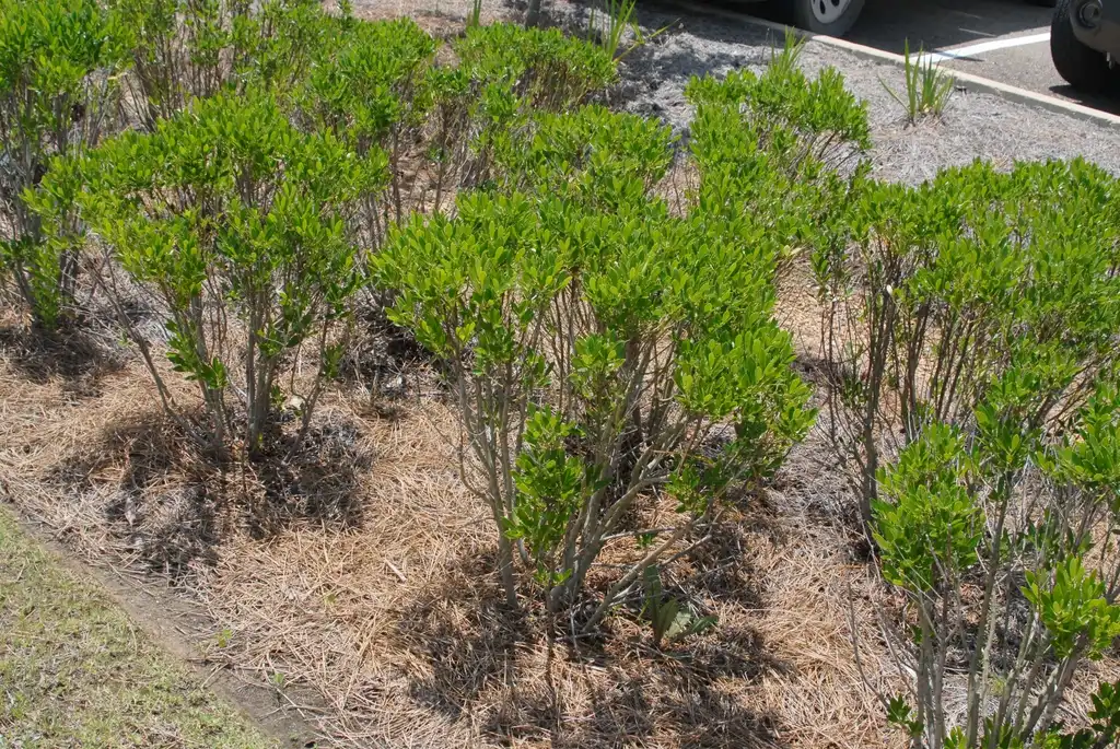Фото Ilex glabra - 'Shamrock' Young Form:Jim Robbins