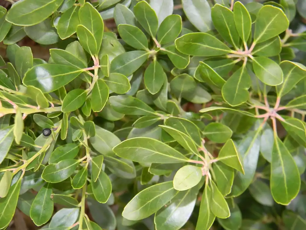 Фото Ilex glabra - 'Nigra' Leaves (Buncombe County, NC):Randy Harter