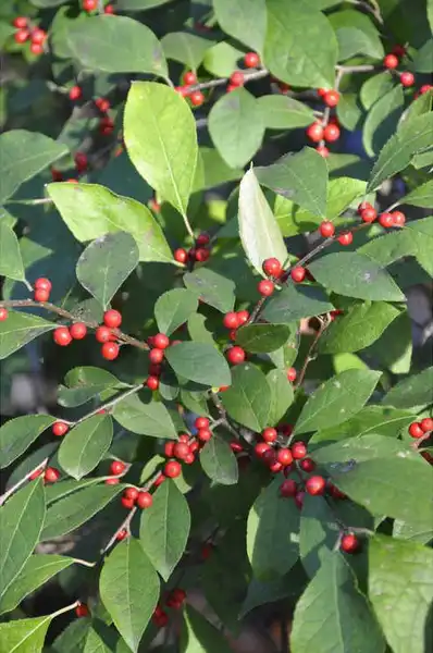 Foto de Ilex hybrids (Ilex hybridss)
