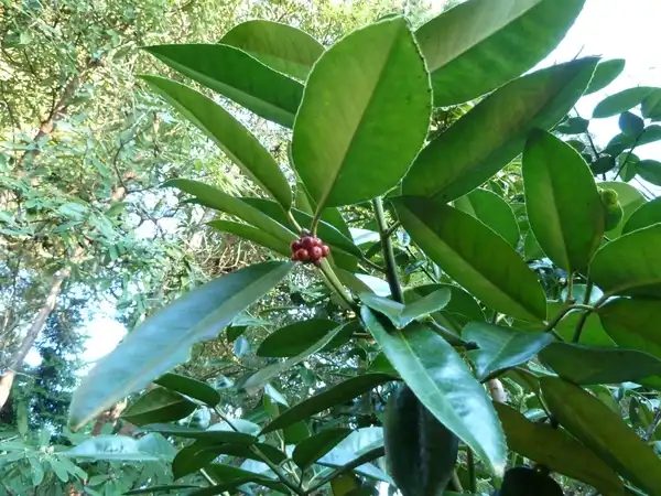 Foto de Ilex latifolia (Ilex latifolias)