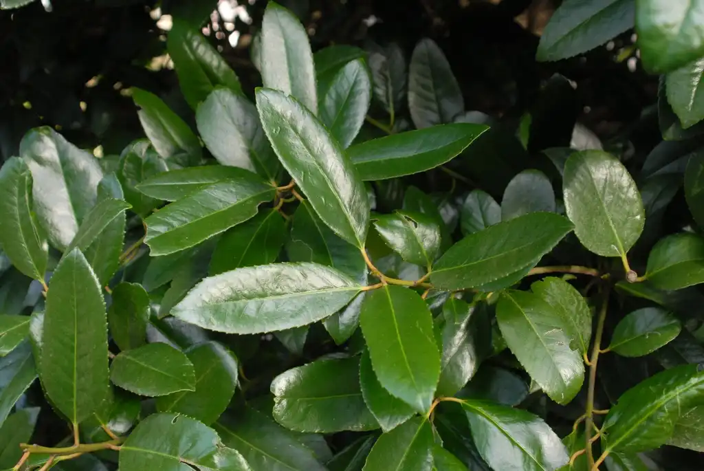 Foto de Ilex latifolia (Ilex latifolias)