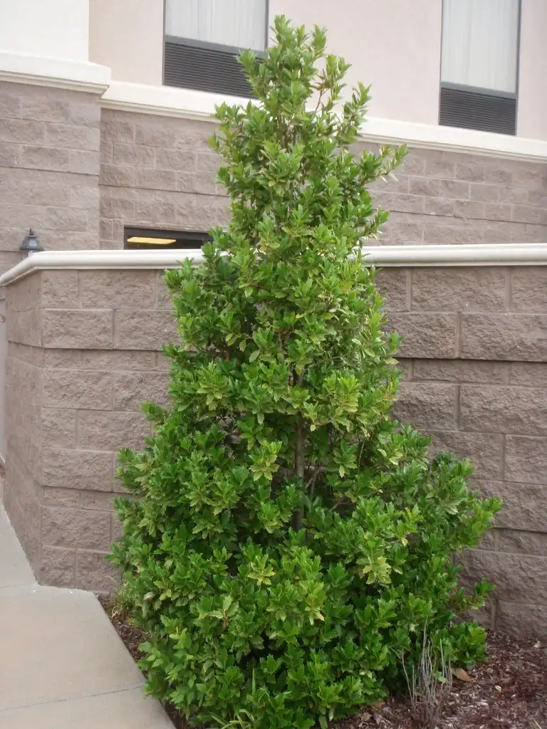 Foto de Ilex 'Magland' OAKLAND (Ilex 'Magland' OAKLANDs)
