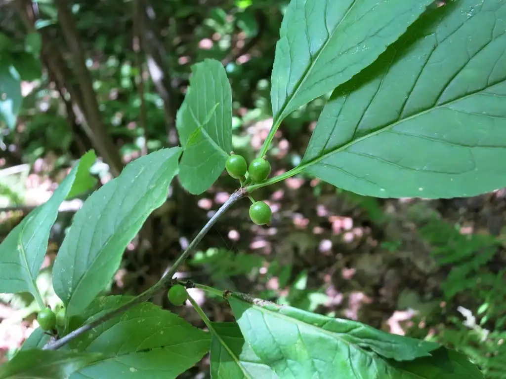 Фото Ilex montana (Ilex montanas)