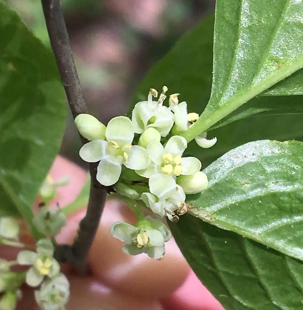 Фото Ilex montana (Ilex montanas)