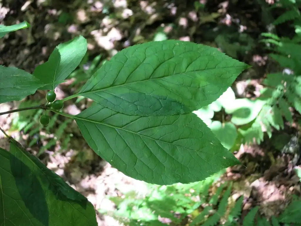 Фото Ilex montana - Leaf closeup:Evan Rashin