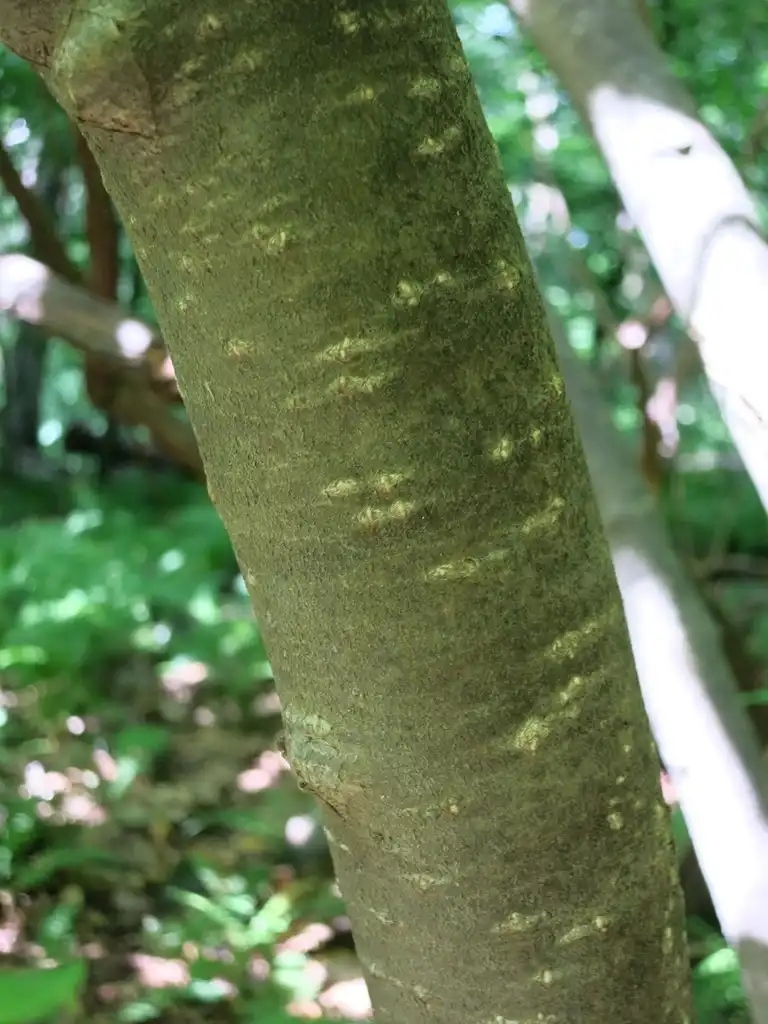 Фото Ilex montana - Bark:Evan Rashin