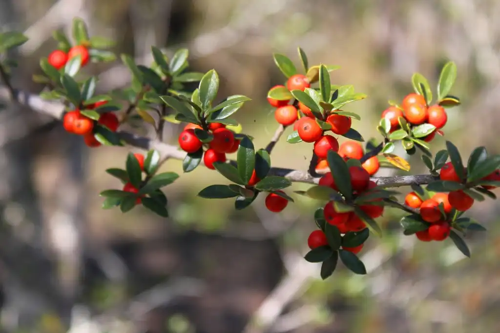 Foto de Ilex myrtifolia (Ilex myrtifolias)