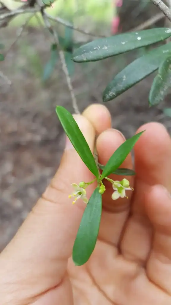 Foto de Ilex myrtifolia (Ilex myrtifolias)