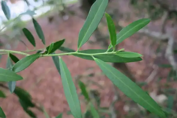 Foto de Ilex myrtifolia - Leaves: