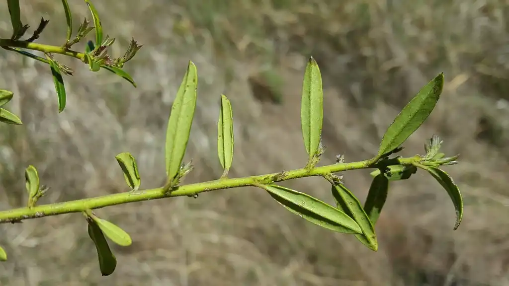 Foto de Ilex myrtifolia - Stem:Nate Hartley